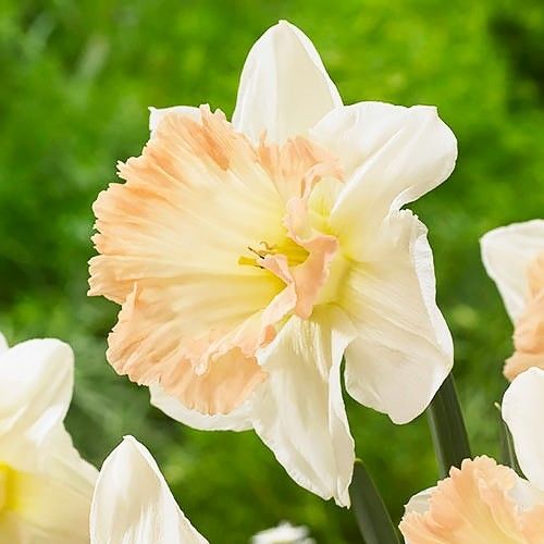 Narcissus (Daffodil) British Gamble - order online directly from Holland