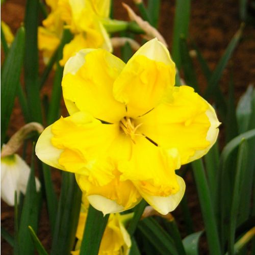 Narcissus (Daffodil) Сhanterelle