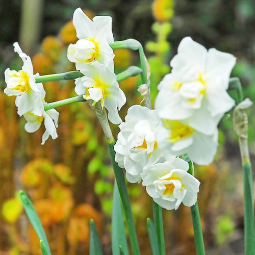 Narcissus (Daffodil) Cheerfulness
