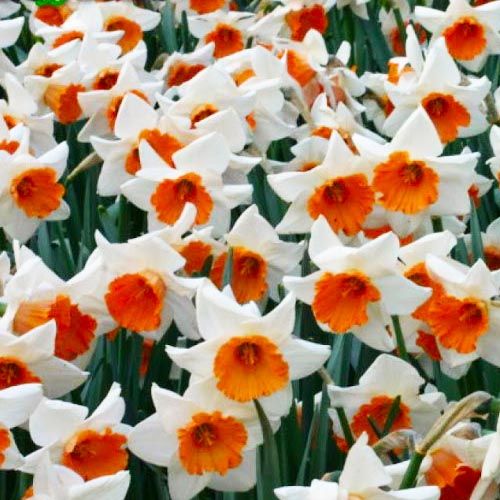 Narcissus (Daffodil) Chromacolor - order online directly from Holland