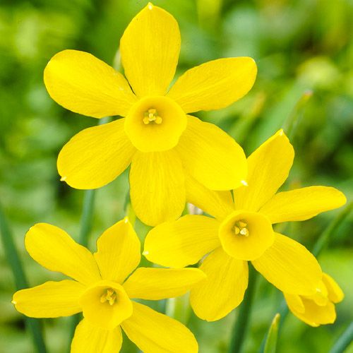 Narcissus (Daffodil) Baby Moon
