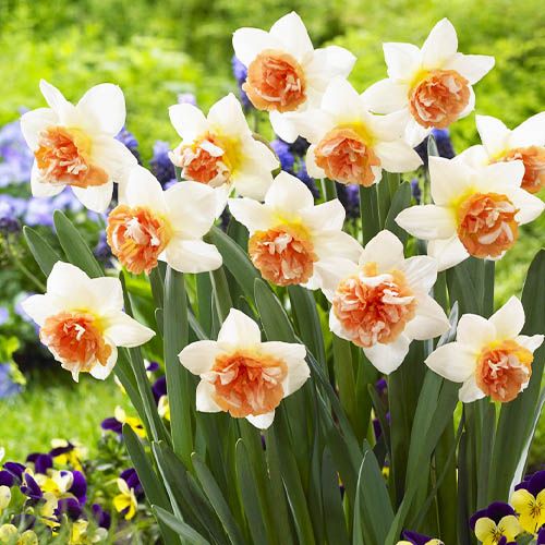 Narcissus (Daffodil) Candy Princess - order online directly from Holland