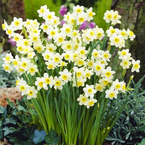 Narcissus (Daffodil)с Minnow