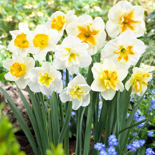 Narcissus (Daffodil) Pappilion Butterfly Collection - order online directly from Holland