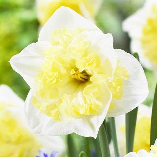 Narcissus (Daffodil) Printal
