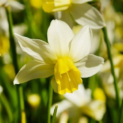Narcissus (Daffodil) Sailboat