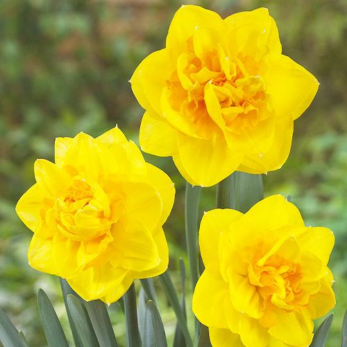Narcissus (Daffodil) Sherborne - bestil online direkte fra Holland