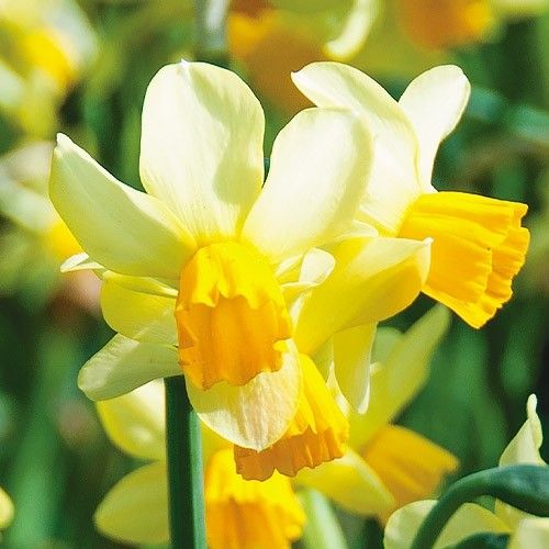 Narcisse (jonquille) Spring Sunshine - commander en ligne directement depuis la Hollande