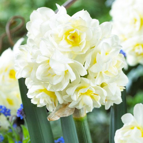 Narcissus (Daffodil) tazetta Erlicheer