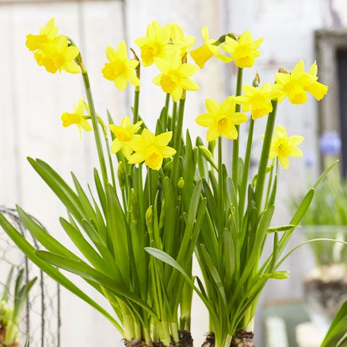 Narcissus (Daffodil) Tete-a-Tete - beställ online direkt från Holland