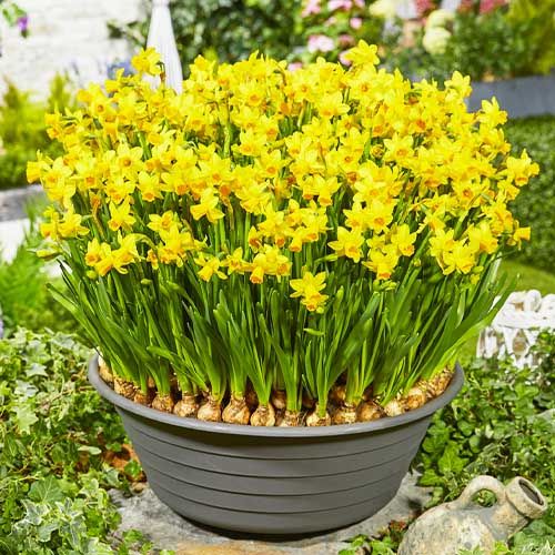 Narcissus (Daffodil) Tete-a-Tete - bestil online direkte fra Holland