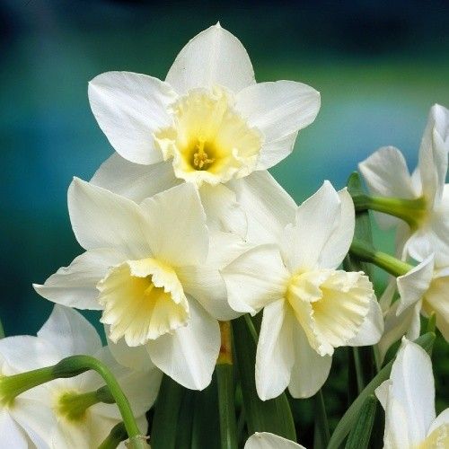 Narcissus (Daffodil) Tresamble