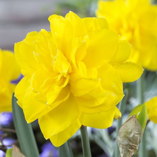 Narcissus (Daffodil)с Golden Ducat