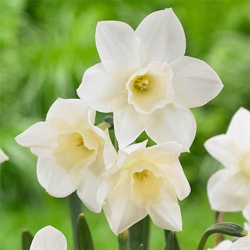 Narcissus (Daffodil) Pueblo - order online directly from Holland