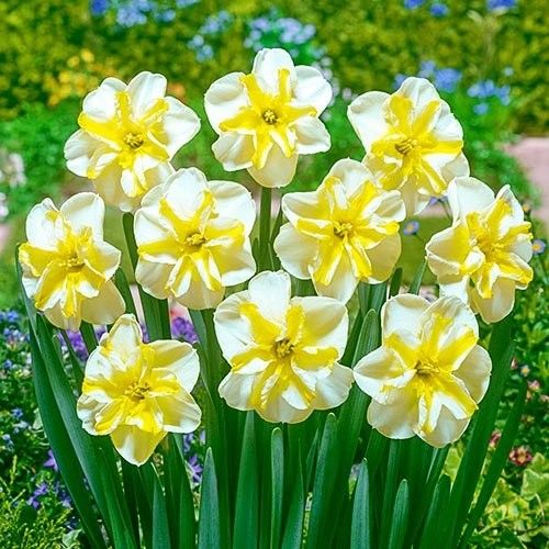 Narcissus (Daffodil) Donau Park