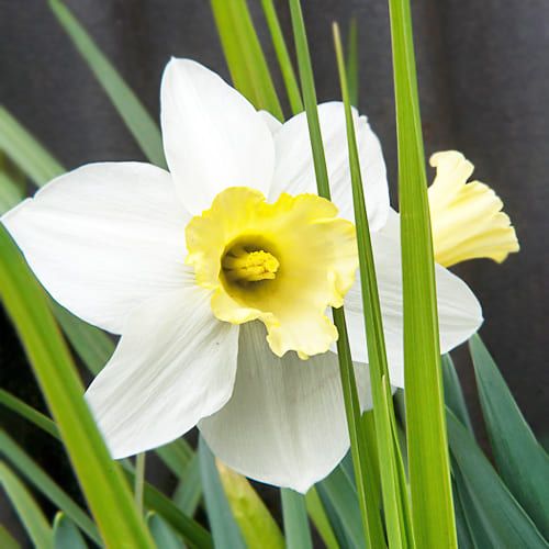 Narcissus (Daffodil) Every Day - order online directly from Holland