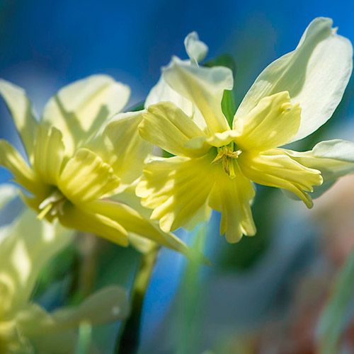 Narcissus (Daffodil) Exotic Mystery