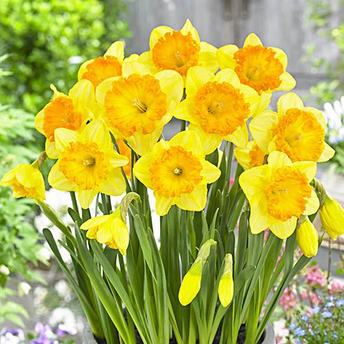 Narcissus (Daffodil) Ferriswheel - order online directly from Holland