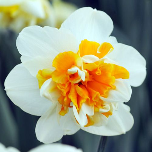Narcis Golden Pearl