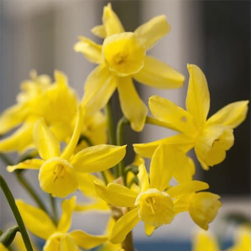 Narcissus (Daffodil) Hawera - order online directly from Holland
