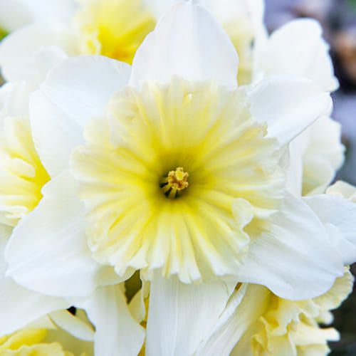 Narcissus (Daffodil) Ice Follies - order online directly from Holland