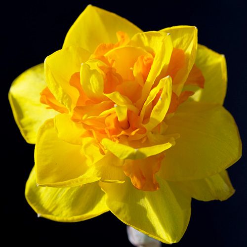 Narcissus (Daffodil) Le Torch