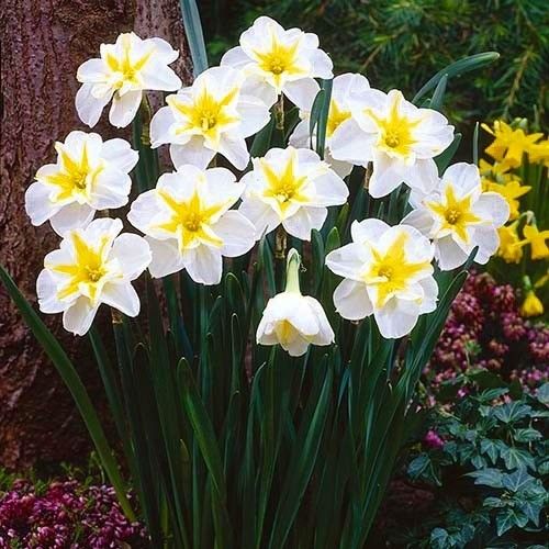 Narcissus (Daffodil) Lemon Beauty