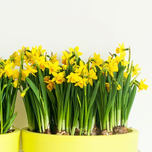 Narcissus (Daffodil) Little Oliver