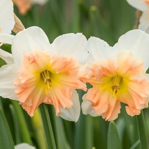 Narcissus (Daffodil) Mallee - bestil online direkte fra Holland