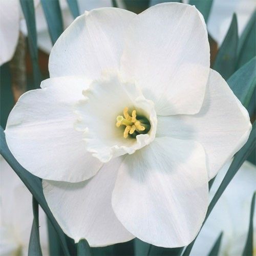 Narcissus (Daffodil) Misty Glen