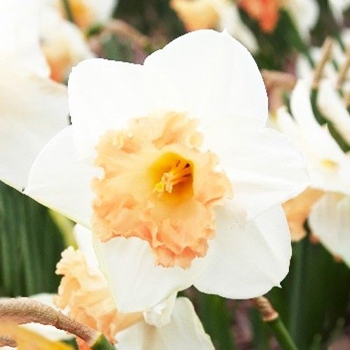 Narcissus (Daffodil) Mon Cheri