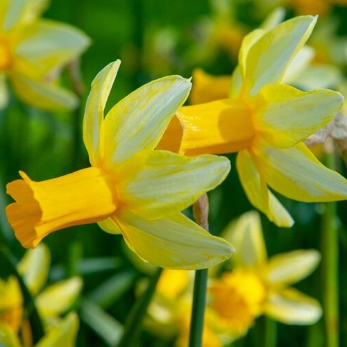 Narcissus (Daffodil) Mother Duck - order online directly from Holland
