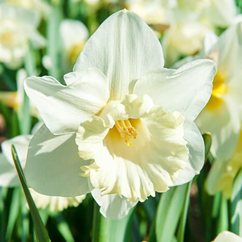 Narcissus (Daffodil)с Mount hood