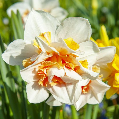Narcissus (Daffodil) My Story - pedido en línea directamente a Holanda