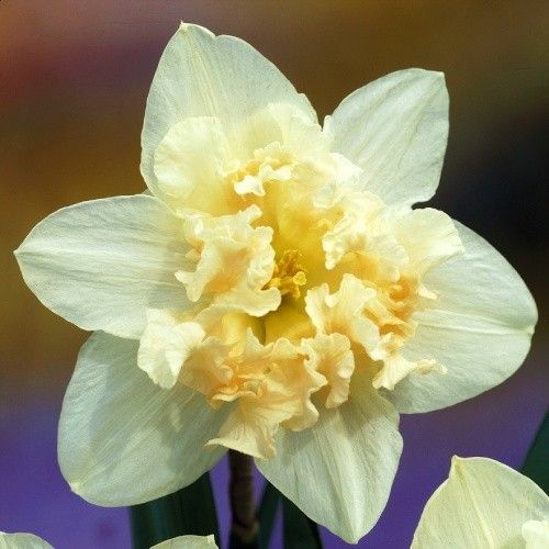 Narcissus (Daffodil) Palmares