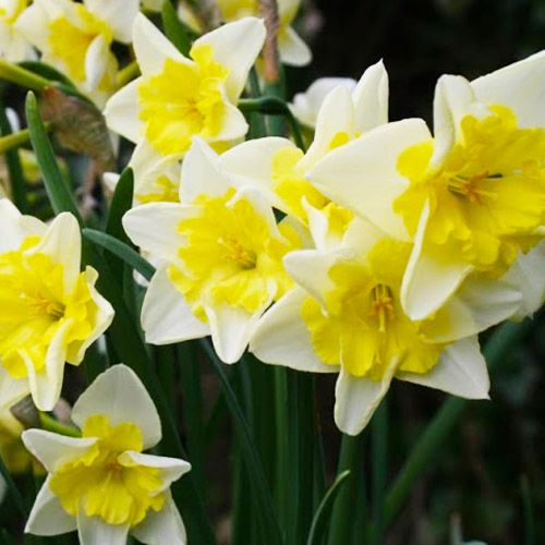 Narcissus (Daffodil) Prom Dance - pedido en línea directamente a Holanda