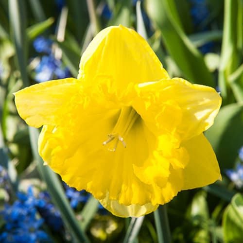Narcissus (Daffodil) Sailorman - Tilaa verkossa suoraan Hollannista