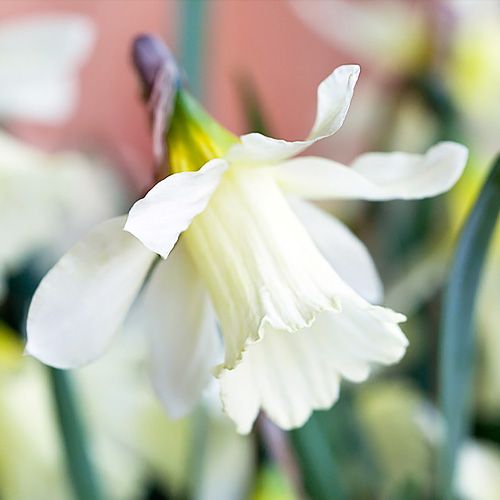 Narcissus (Daffodil) Snow Baby (Ice Baby) - encomendar online diretamente da Holanda