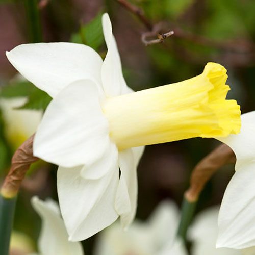 Narcissus (Daffodil) Suger Dipped - beställ online direkt från Holland
