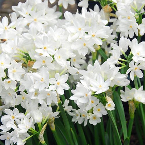 Narcissus tazetta Inbal