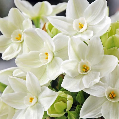 Narcissus tazetta Nir