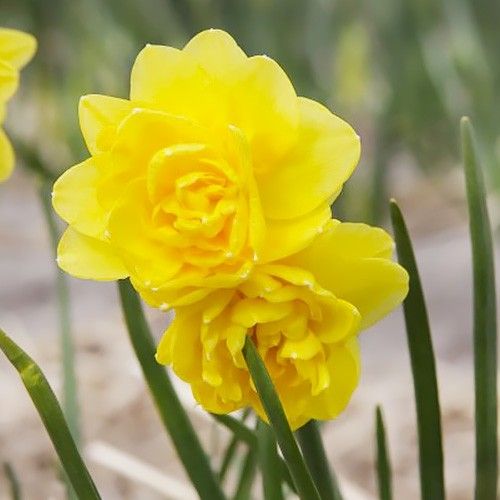 Narcissus (Daffodil) Tete Deluxe - encomendar online diretamente da Holanda
