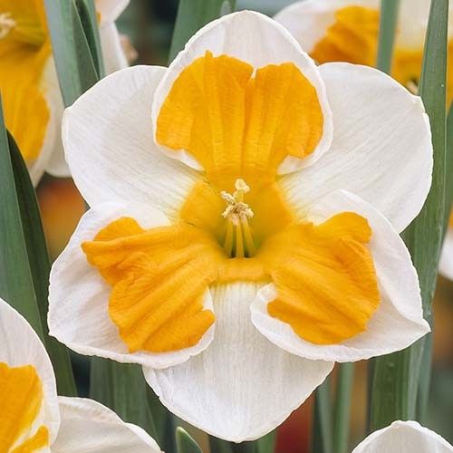 Narcissus (Daffodil) Tricollet