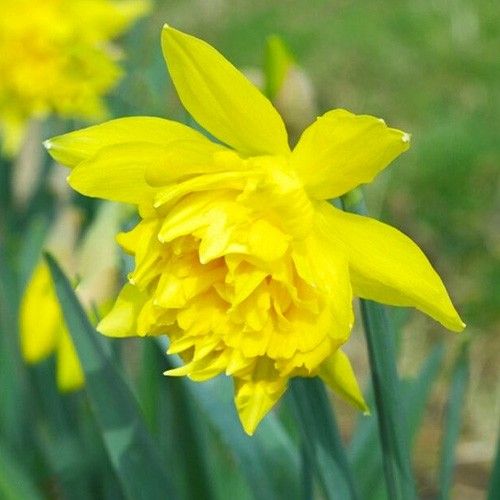 Narcissus (Daffodil) Von Sion