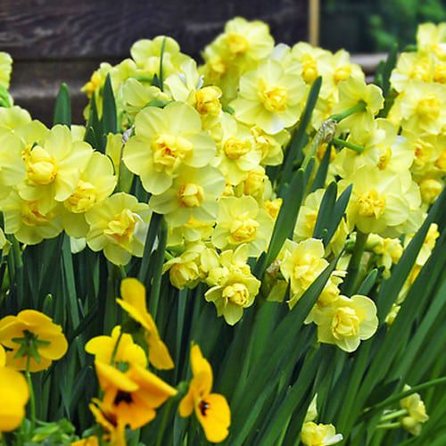 Narcissus (Daffodil) Yellow Cheerfulness - order online directly from Holland