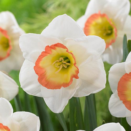 Narcissus (Daffodil) Night Cap - Tilaa verkossa suoraan Hollannista