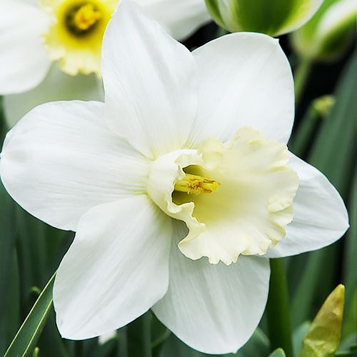 Narcissus (Daffodil) Watch Up - order online directly from Holland