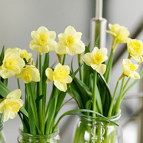 Narcissus (Daffodil) Avalon