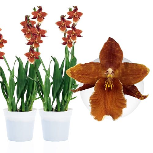 Odontoglossum (Orchid) Inferno