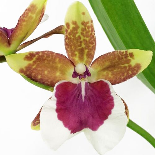 Odontoglossum (Orchidea) Peter Klomp - ordinare online direttamente dall'Olanda